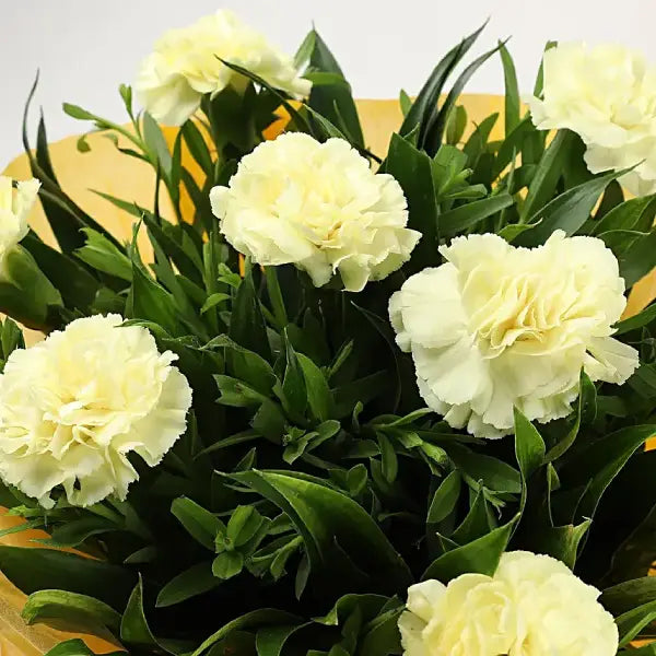 Exotic Dark Yellow Carnation Seeds for Colorful Planting
