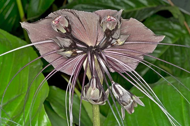 Tacca Chantrieri Flower seeds for Planting Easy to Grow Heirloom & GMO Free Seeds for Home Garden