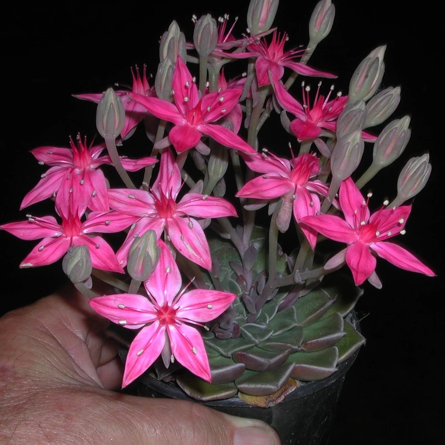 Premium Graptopetalum Bellum Flower seeds for Planting Drought Tolerant, Heirloom & GMO Free Seeds for Home Garden seeds