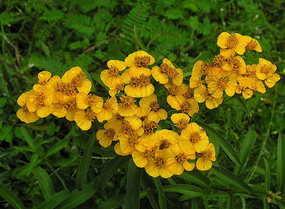 Fragrant aromatic foliage developed from Mexican Mint Marigold seeds