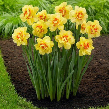 Yellow Red Daffodil Seeds, Heirloom Non-GMO Pollinator-Friendly Flowers for Garden Planting