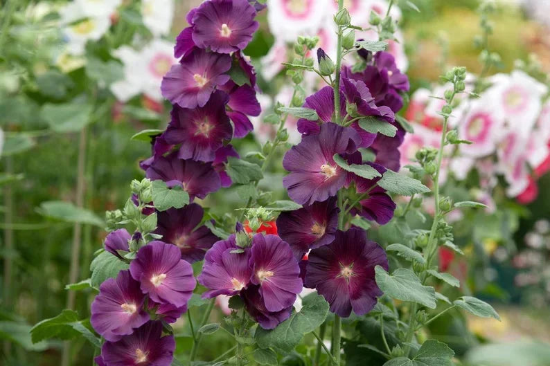 Tall Althaea Rosea Plants Growing Along Garden Fence