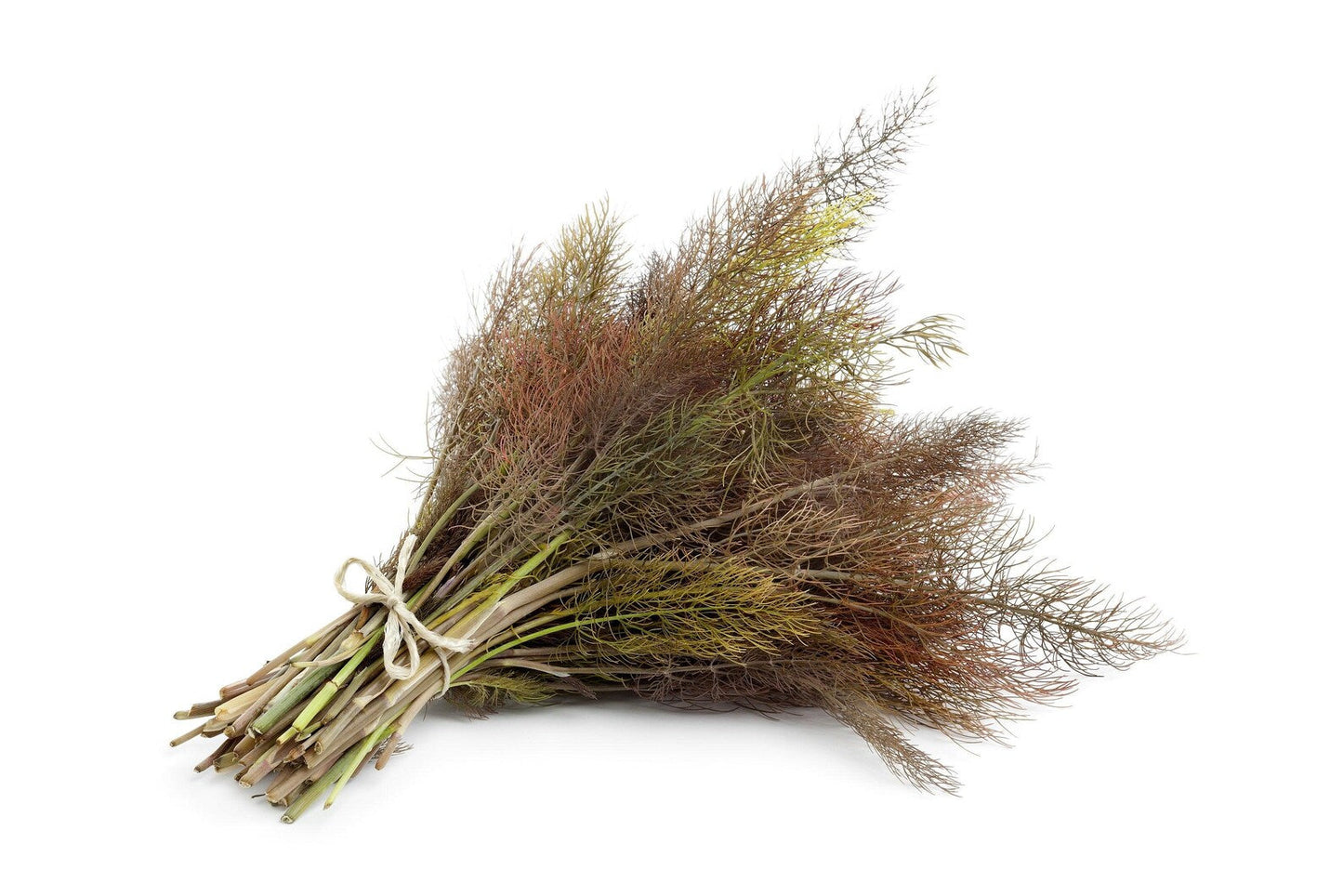 Tall Bronze Fennel plant with golden umbels