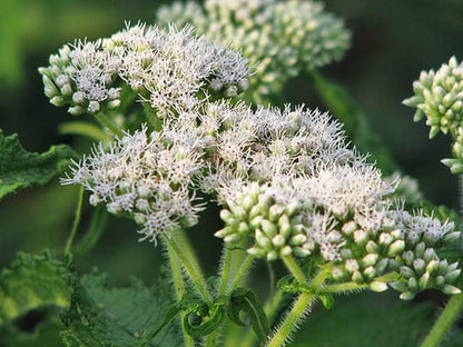 Tall White Boneset seeds Eupatorium perfoliatum producing native thoroughwort plants