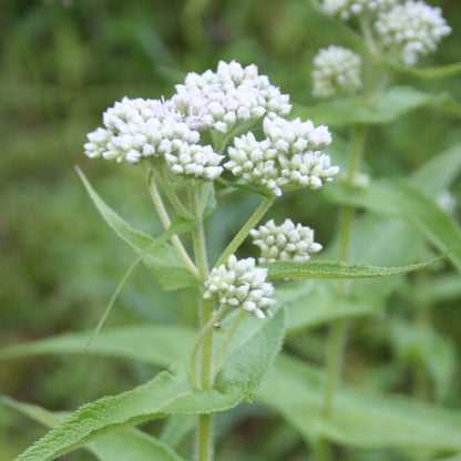 Tall White Boneset plants grown from seeds thriving in moist soil
