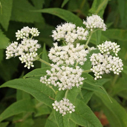 White summer blooms from Tall White Boneset seeds attracting pollinators