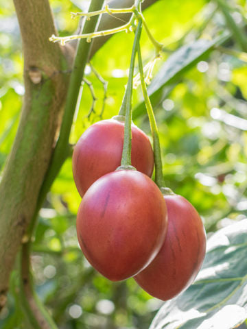 Tamarillo tree in bloom with white and pink flowers