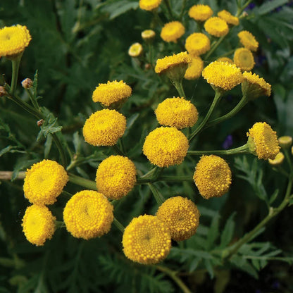 Tansy Flower seeds for Planting Compact Growth Heirloom & GMO Free Seeds for Home Garden