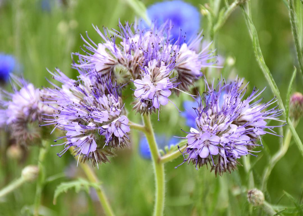 Premium Purple Phacelia Tanacetifolia Flower seeds for Planting Wildflower Mix, Heirloom & GMO Free Seeds for Home Garden seeds