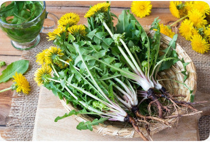 Taraxacum officinale Italian variety grown in containers