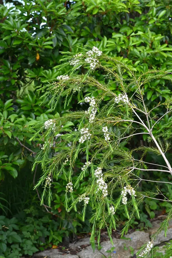 Fresh Alternifolia Flower seeds for Planting Seasonal Bloomer, Heirloom & GMO Free Seeds for Home Garden vegetable and garden seeds