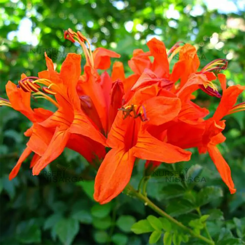 Red Cape Honeysuckle Flower seeds for Planting Cut Flower Favorite, Heirloom & GMO Free Seeds for Home Garden seeds for planting