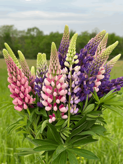 Russell Flower seeds for Planting Compact Growth Heirloom & GMO Free Seeds for Home Garden