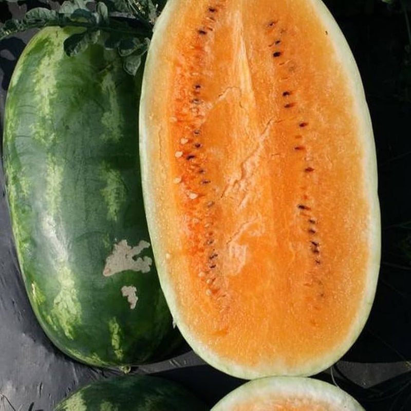 Whole and cut Tendersweet Orange Watermelon fruit