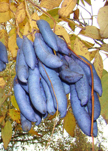 Blue Sausage Fruit (Decaisnea fargesii) Edible & Ornamental Tree Shrub Seeds