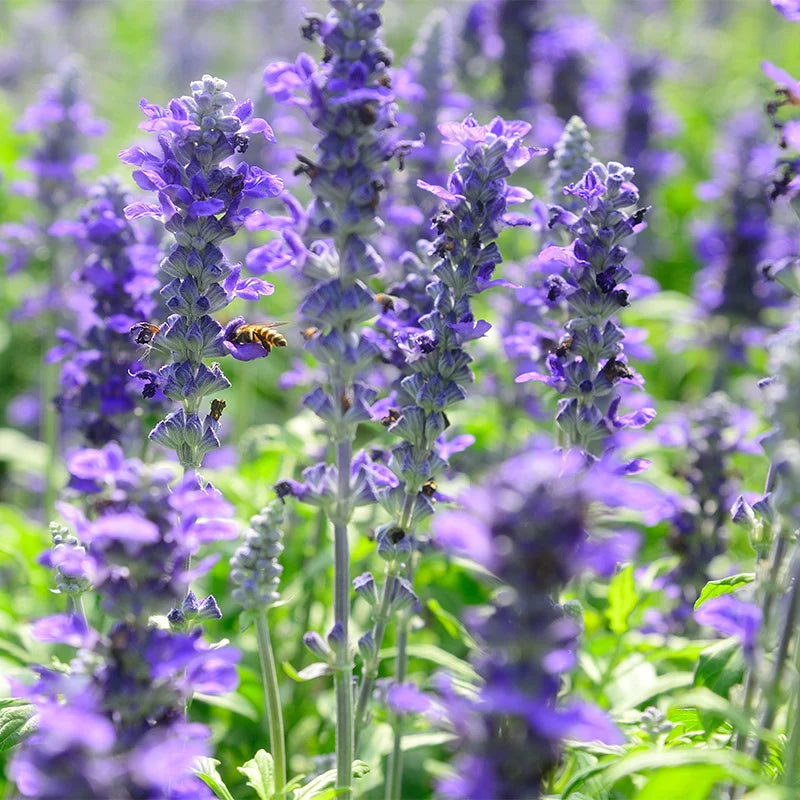 Violet Salvia Meadow Sage Flower seeds for Planting Cottage Garden Essential, Heirloom & GMO Free Seeds for Home Garden seeds for planting