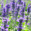 Violet Salvia Meadow Sage Flower seeds for Planting Cottage Garden Essential, Heirloom & GMO Free Seeds for Home Garden seeds for planting