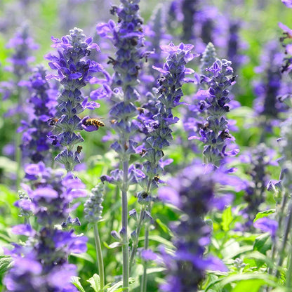 Violet Salvia Meadow Sage Flower seeds for Planting Cottage Garden Essential, Heirloom & GMO Free Seeds for Home Garden seeds for planting