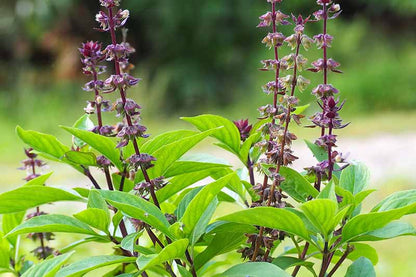 Thai Basil thriving in containers and garden borders grown from seeds