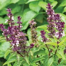 Purple-stemmed Thai Basil plants grown from high-quality seeds