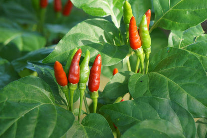 High germination Thai Hot Pepper seeds