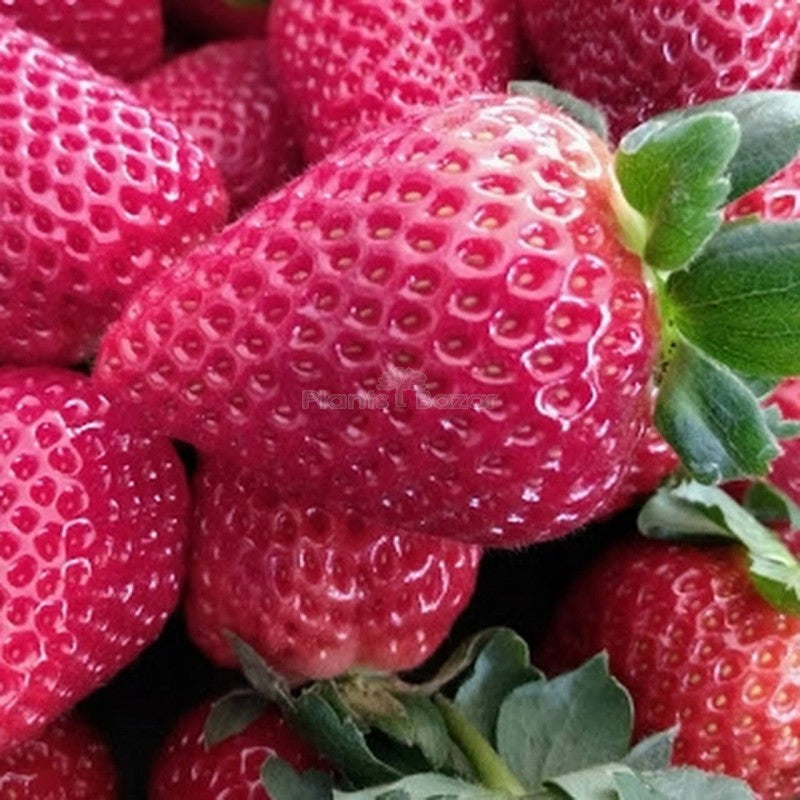 Strawberry Seeds for Planting - Pink Fruit Variety