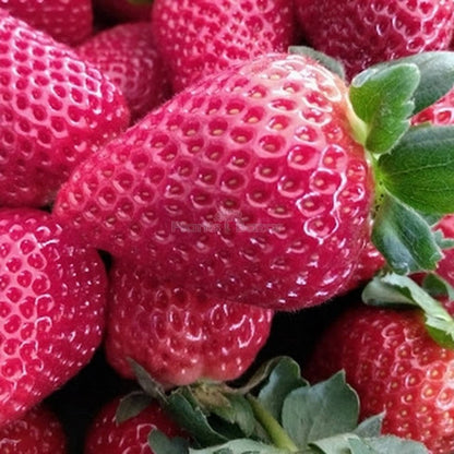Strawberry Seeds for Planting - Pink Fruit Variety