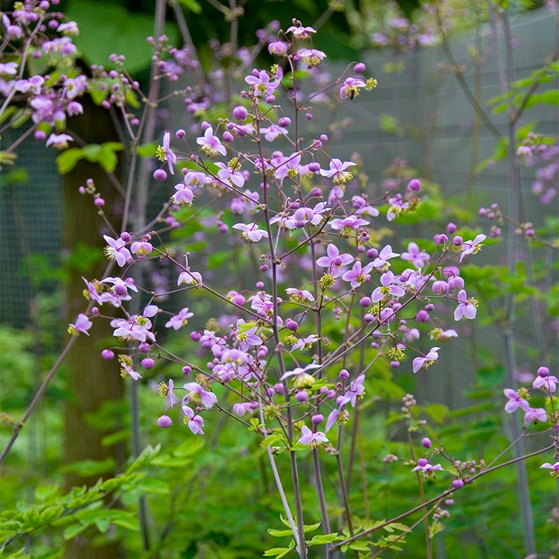 MeadowRue Flower seeds for Planting Compact Growth Heirloom & GMO Free Seeds for Home Garden