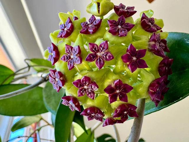 Green Maroon Hoya Flower seeds for Planting Vibrant Colors, Heirloom & GMO Free Seeds for Home Garden seeds for planting