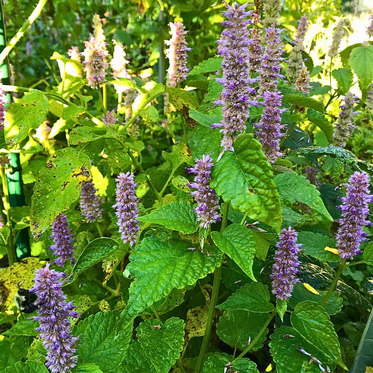 Giant Anise Hyssop Flower seeds for Planting Shade Tolerant Heirloom & GMO Free Seeds for Home Garden