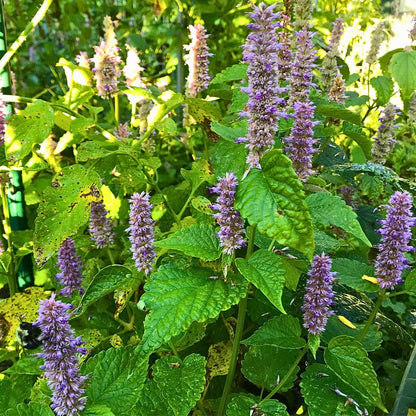 Giant Anise Hyssop Flower seeds for Planting Shade Tolerant Heirloom & GMO Free Seeds for Home Garden