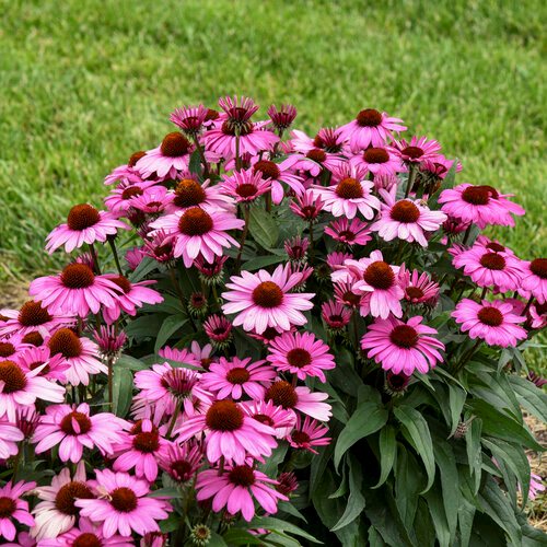 ConeFlower seeds for Planting Cut Flower Favorite, Heirloom & GMO Free Seeds for Home Garden vegetable and garden seeds