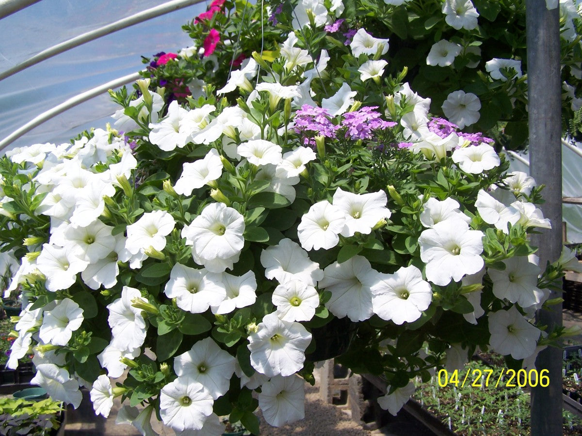 White Black Petunia Planting - Seed For Beautiful Outdoor Spaces Flower Seeds