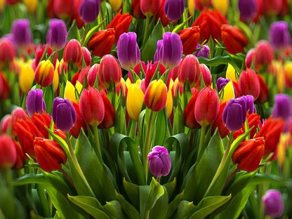 Rainbow Tulip Flower seeds for Planting Premium Quality Heirloom & GMO Free Seeds for Home Garden