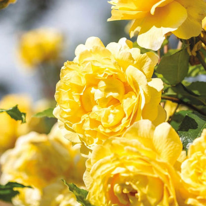 Light Yellow Climbing Rose Flower Seeds for Planting, Heirloom Non-GMO Organic Garden Seeds