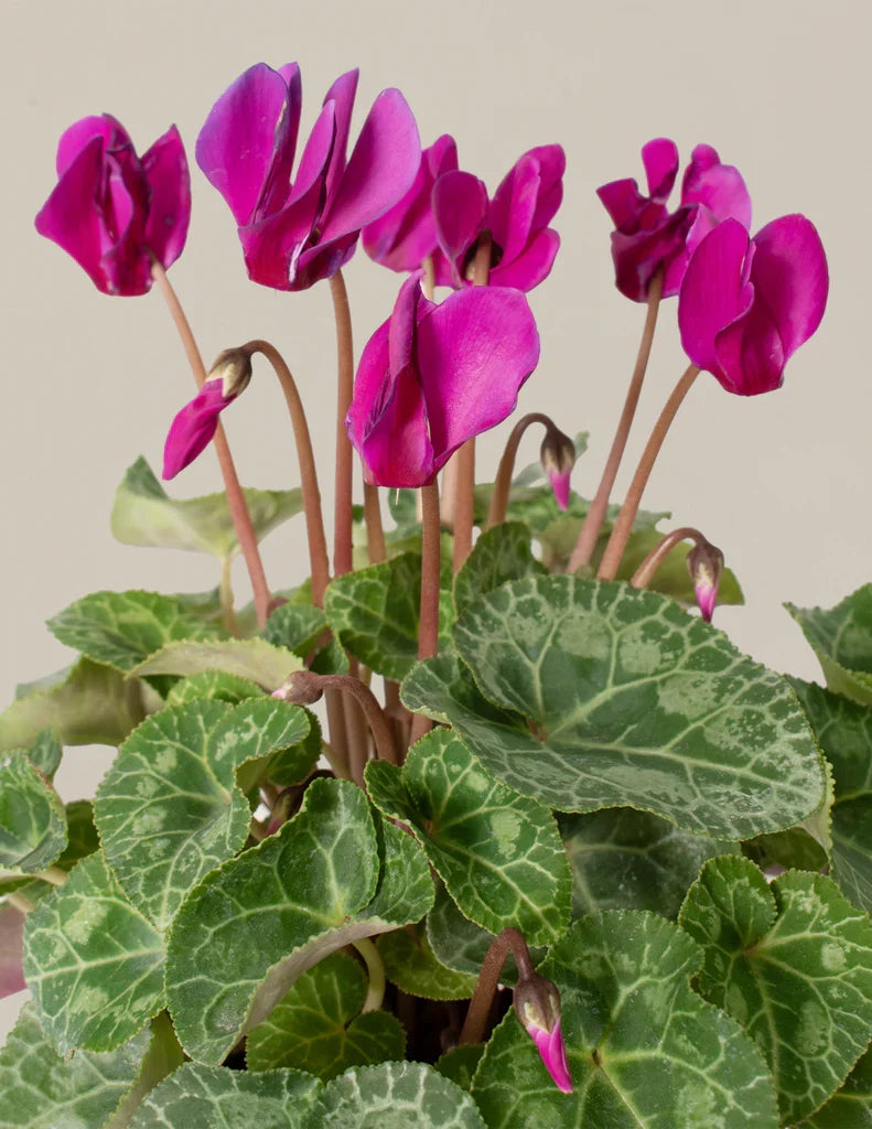 High quality Pink Cyclamen Flower seeds for Planting Drought Tolerant, Heirloom & GMO Free Seeds for Home Garden seeds pack