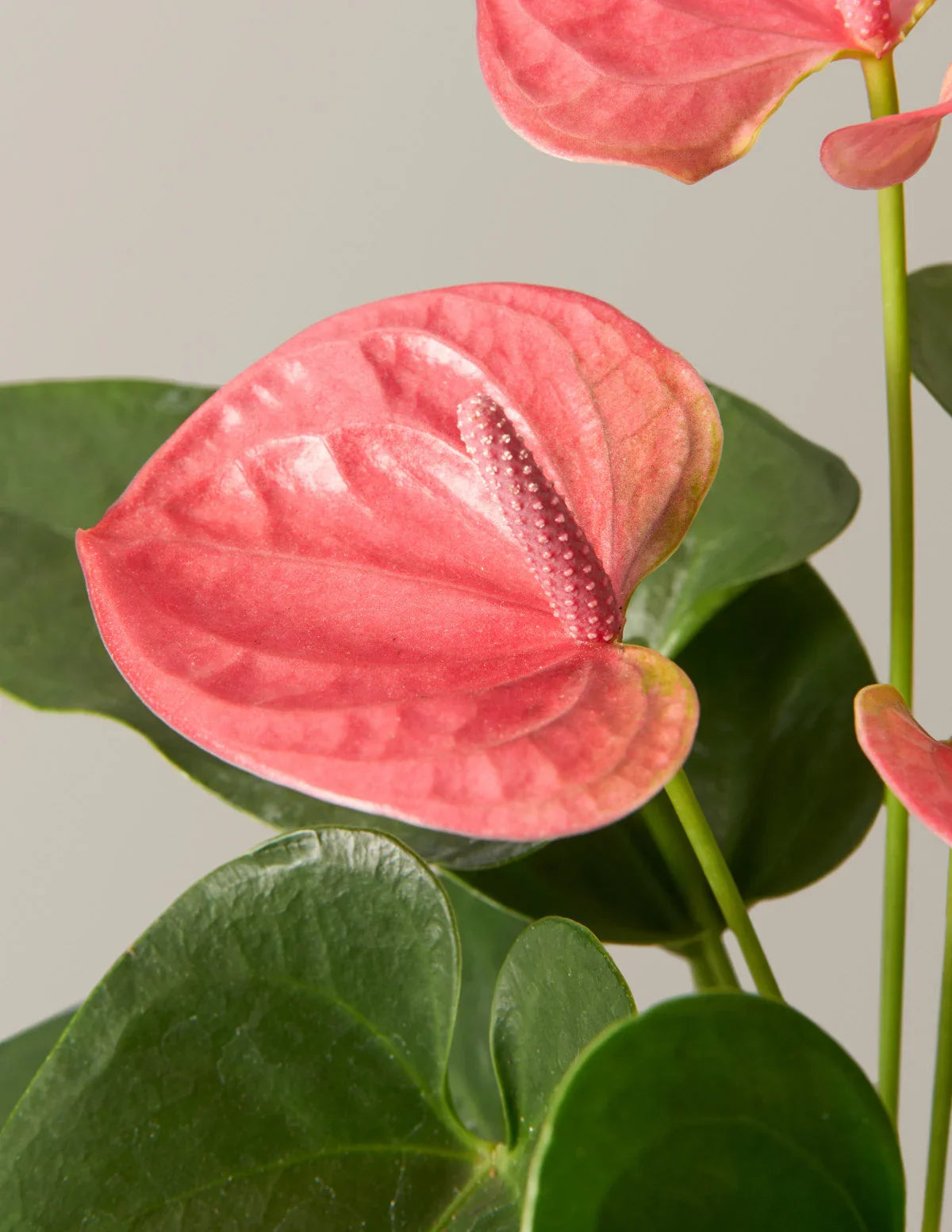 High quality Baby Pink Anthurium Flower seeds for Planting Compact Growth, Heirloom & GMO Free Seeds for Home Garden seeds pack