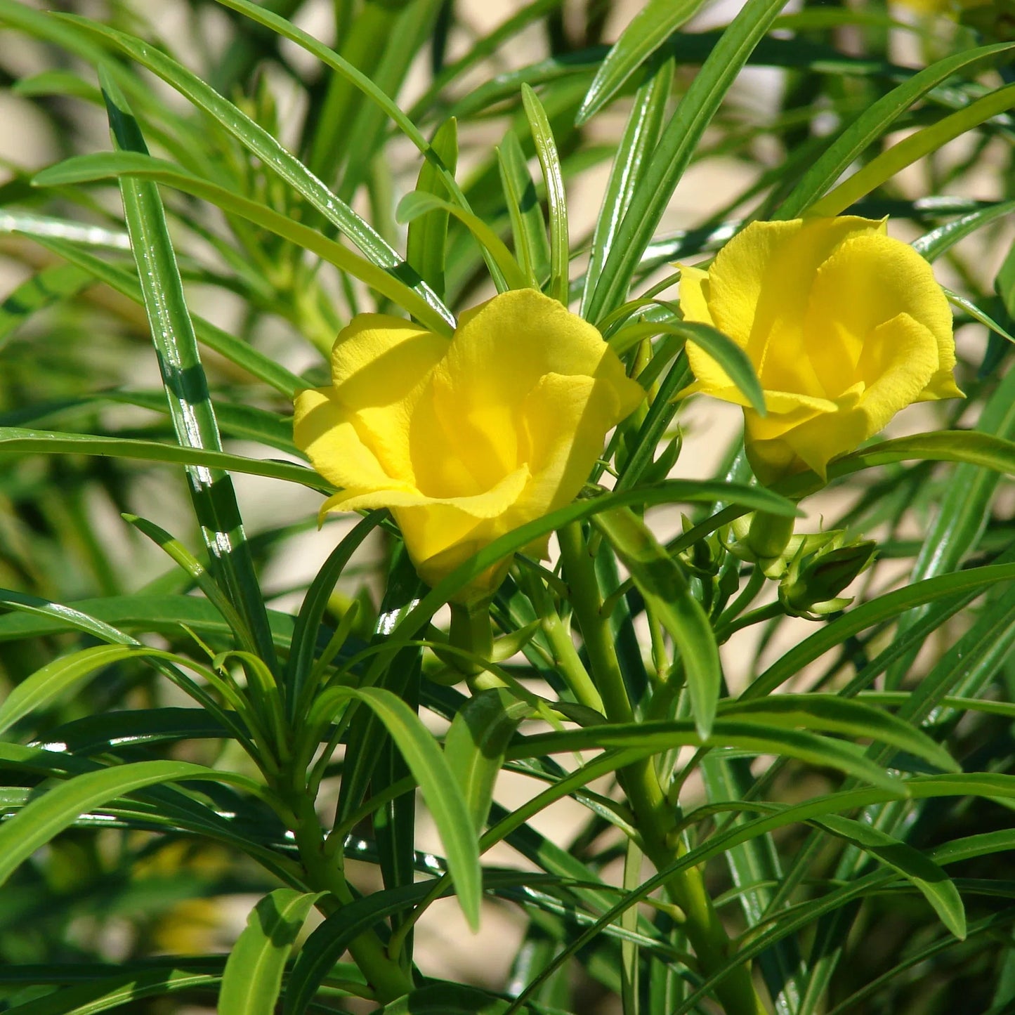 Thevetia Flower seeds for Planting Perfect for Borders Heirloom & GMO Free Seeds for Home Garden