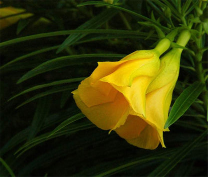Thevetia Flower seeds for Planting Perfect for Borders Heirloom & GMO Free Seeds for Home Garden