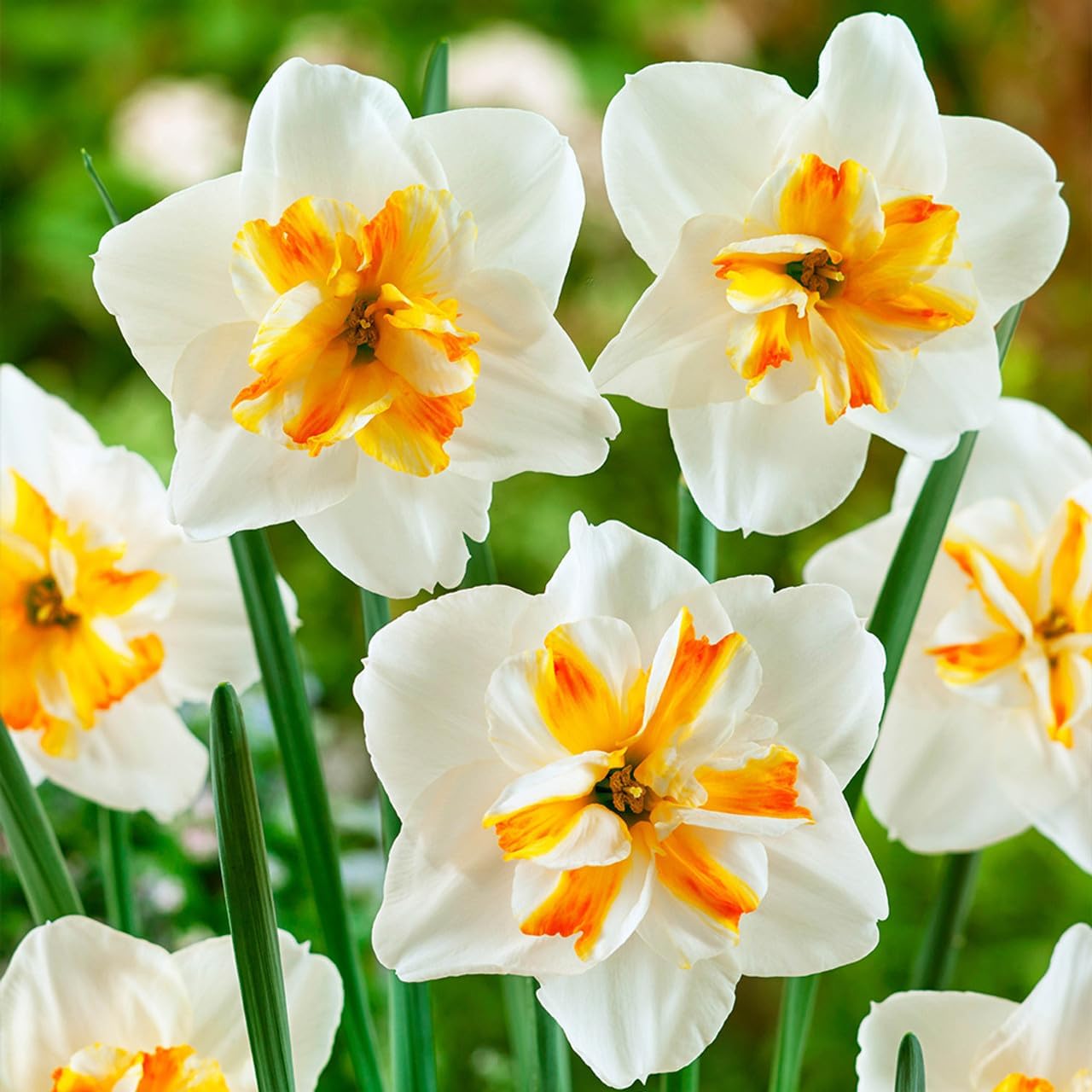 Thick Orange and White Daffodil Flower Seeds for Planting