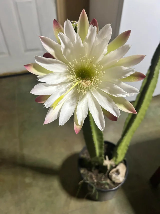 Premium Cereus Flower seeds for Planting Perfect for Borders, Heirloom & GMO Free Seeds for Home Garden seeds