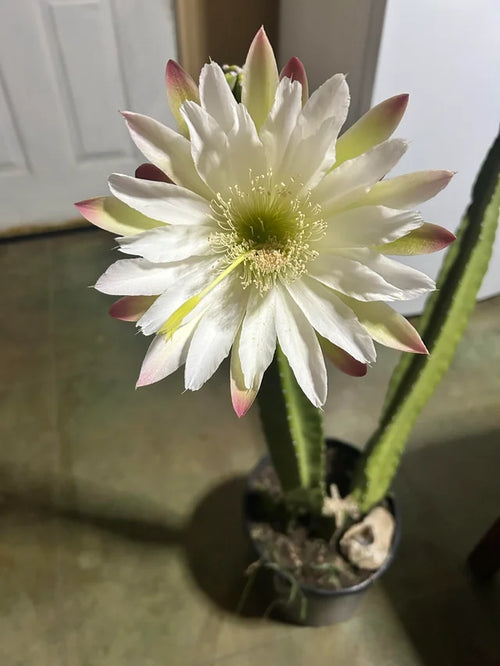 Premium Cereus Flower seeds for Planting Perfect for Borders, Heirloom & GMO Free Seeds for Home Garden seeds