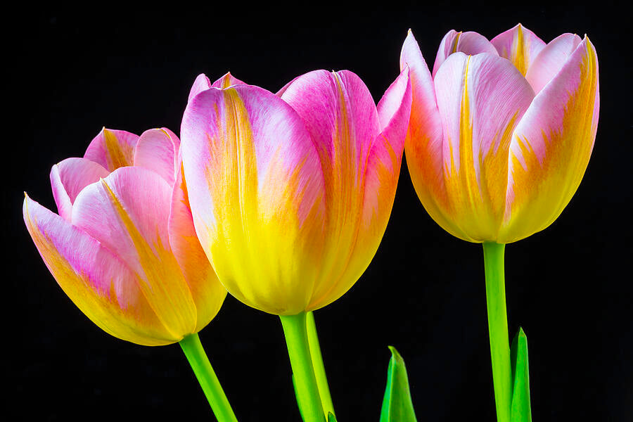 Yellow & Pink Tulip Flower seeds for Planting Perfect for Borders, Heirloom & GMO Free Seeds for Home Garden vegetable and garden seeds