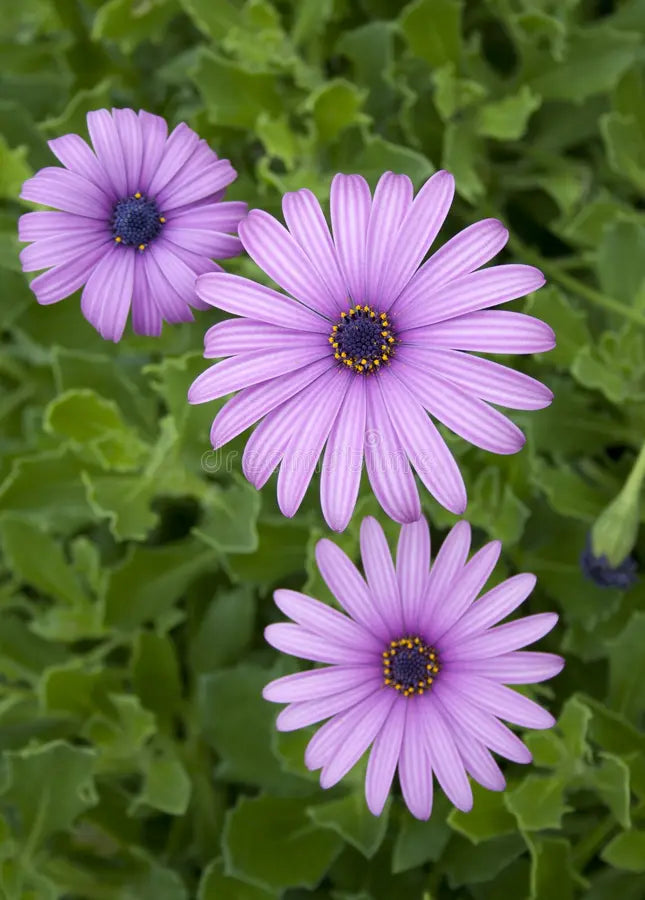 Violet Daisy Flower seeds for Planting Sun Loving, Heirloom & GMO Free Seeds for Home Garden vegetable and garden seeds