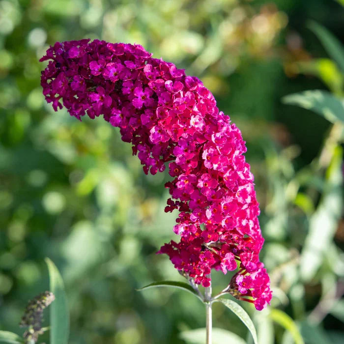 Dark Pink Buddleia Butterfly Bush Flower seeds for Planting Long Bloom Season, Heirloom & GMO Free Seeds for Home Garden Sale vegetable and garden seeds