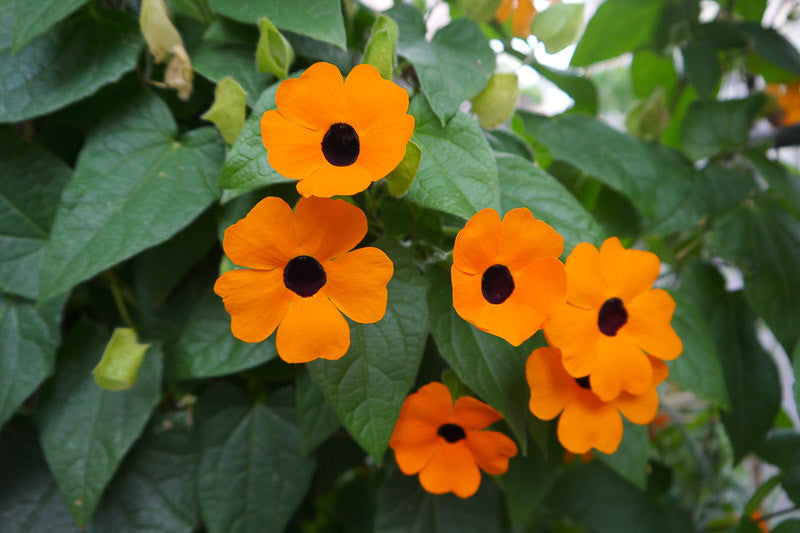 Thunbergia Flower seeds for Planting Drought Tolerant Heirloom & GMO Free Seeds for Home Garden