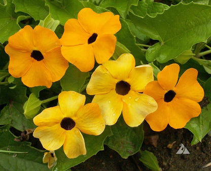Close-up of Mixed Thunbergia petals