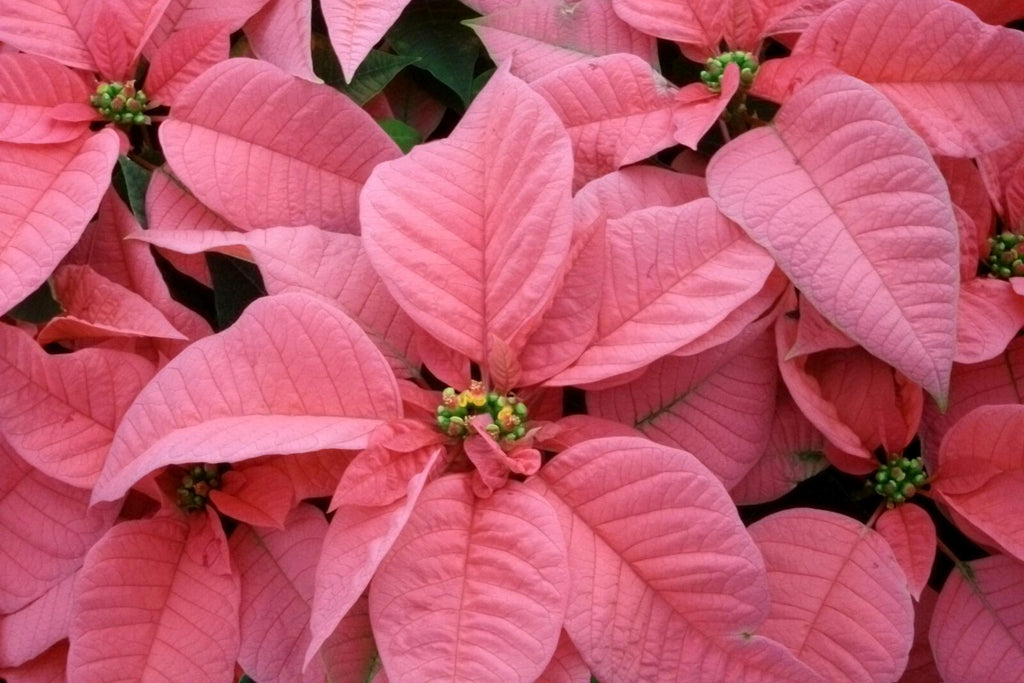 Pink Poinsettia Flower seeds for Planting Low Maintenance, Heirloom & GMO Free Seeds for Home Garden vegetable and garden seeds