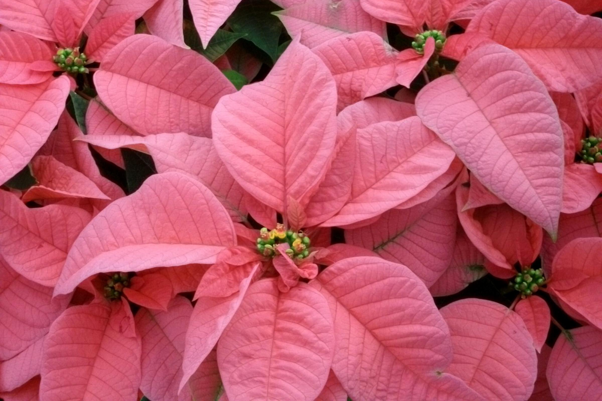 Pink Poinsettia Flower seeds for Planting Low Maintenance, Heirloom & GMO Free Seeds for Home Garden vegetable and garden seeds