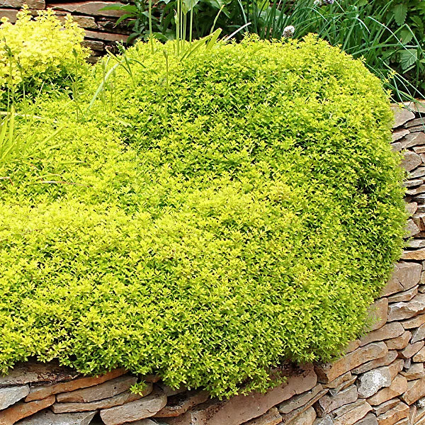 Yellow Stonecrop Flower seeds for Planting Garden Favorite, Heirloom & GMO Free Seeds for Home Garden Sale vegetable and garden seeds